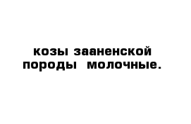 козы зааненской породы- молочные.